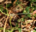 Lestes barbarus